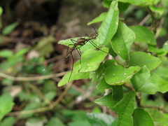 Toxorhynchites theobaldi