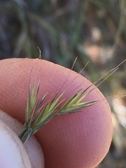 Festuca bromoides