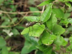 Toxorhynchites theobaldi