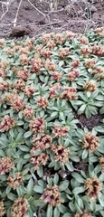 Azorella ruizii