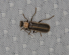 Podabrus flavicollis