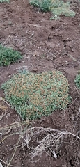Azorella ruizii