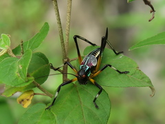 Pterophylla beltrani