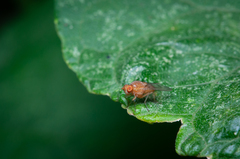 Sapromyza tuberculosa
