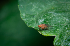 Sapromyza tuberculosa