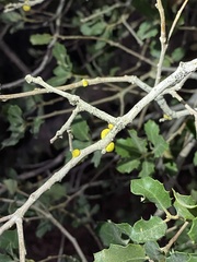 Cerococcus quercus
