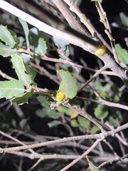 Cerococcus quercus