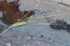 Hordeum distichon