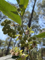 Asclepias auriculata