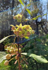 Asclepias auriculata