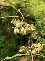 Asclepias auriculata