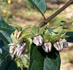 Asclepias auriculata