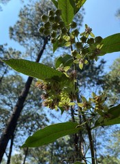 Asclepias auriculata