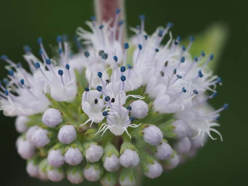 Caryopteris incana (Thunb. ex Houtt.) Miq.