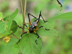 Pterophylla beltrani