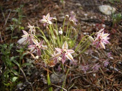 Allium campanulatum