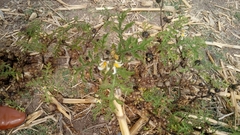 Solanum grayi