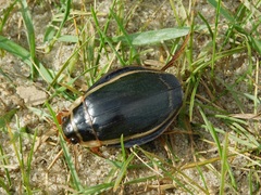 Dytiscus latissimus