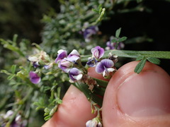 Carmichaelia odorata