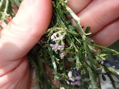 Carmichaelia odorata