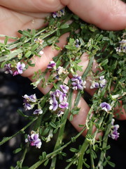 Carmichaelia odorata
