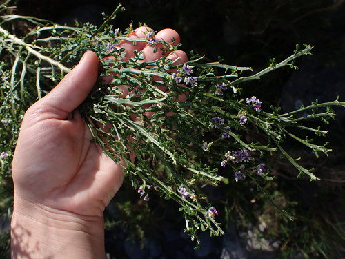 Image of Carmichaelia odorata by (c) Lisa Bennett, some rights reserved (CC BY)