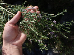 Carmichaelia odorata