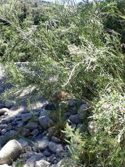 Carmichaelia odorata