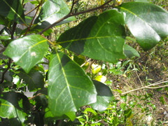 Cupaniopsis wadsworthii