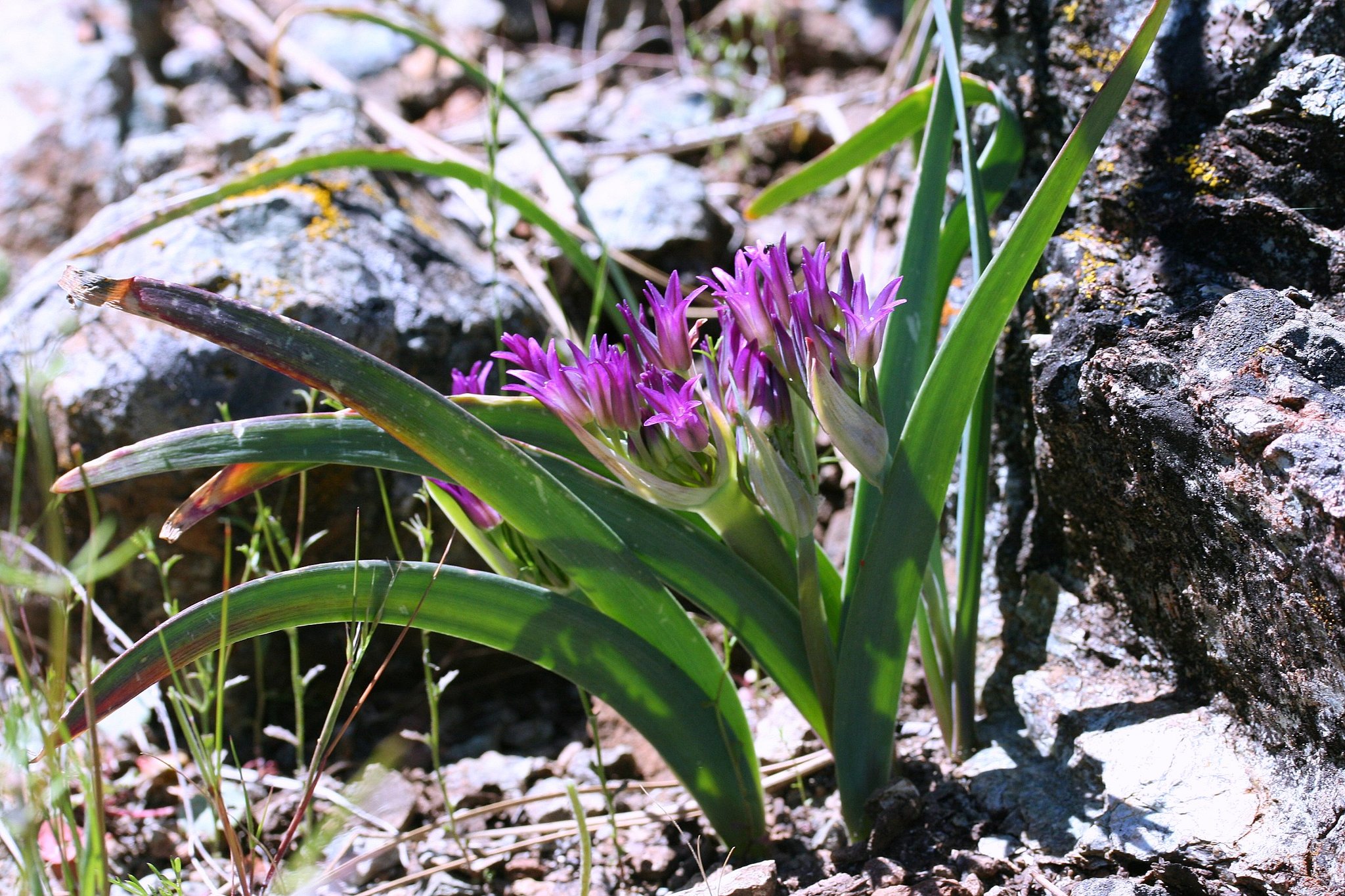 Allium falcifolium