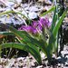 Allium falcifolium - Photo (c) David A. Hofmann, algunos derechos reservados (CC BY-NC-ND)