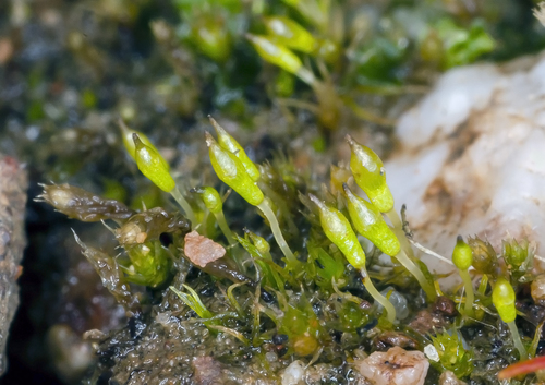 Bruchia Moss (Bruchia flexuosa) · iNaturalist