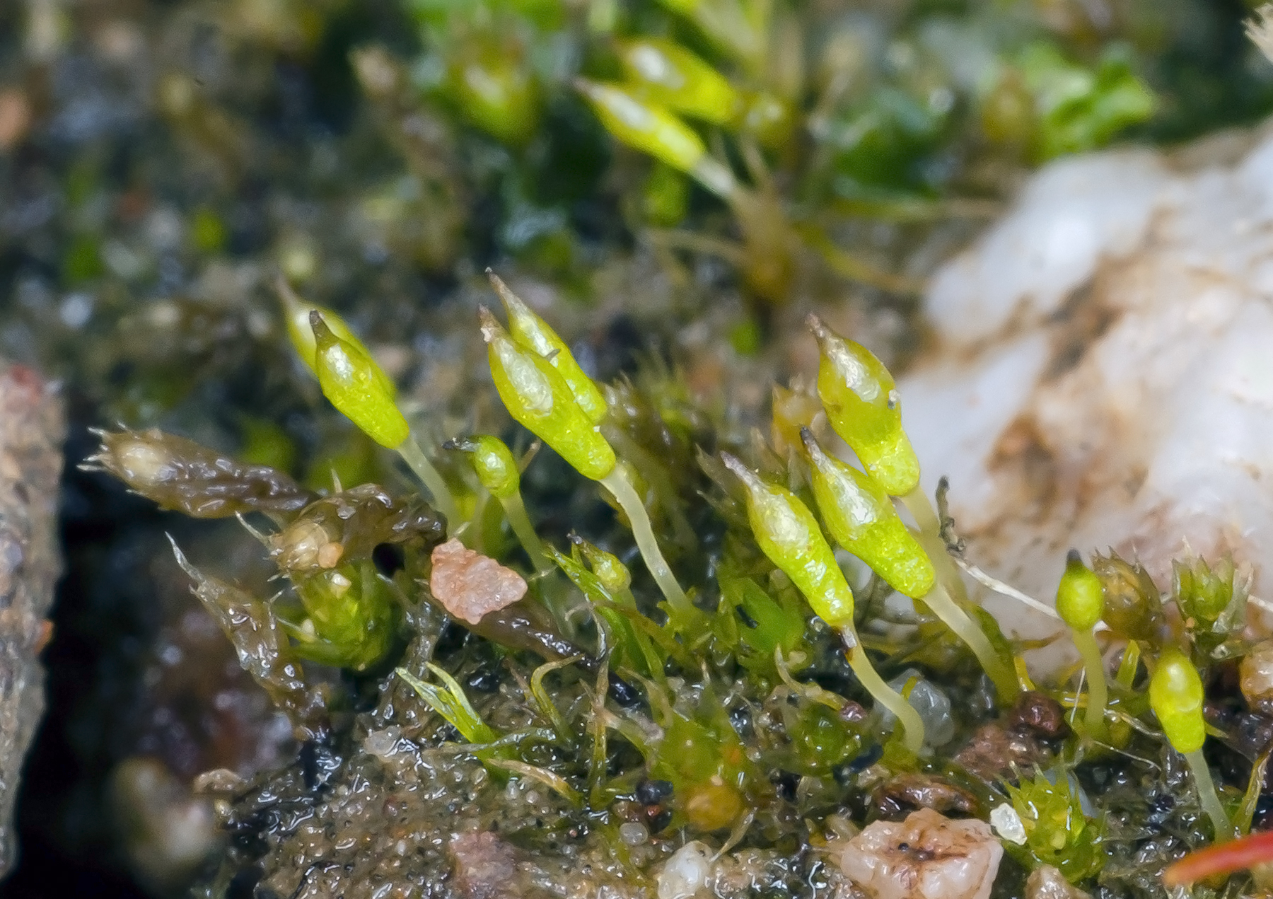 Bruchia flexuosa