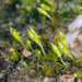 Bruchia flexuosa - Photo (c) John Game,  זכויות יוצרים חלקיות (CC BY)