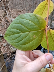 Philadelphus hirsutus