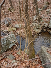Philadelphus hirsutus