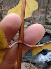 Philadelphus hirsutus