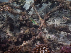 Stethojulis trilineata