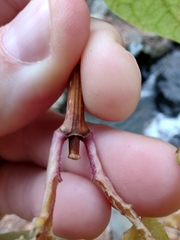 Philadelphus hirsutus