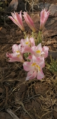 Alstroemeria pallida