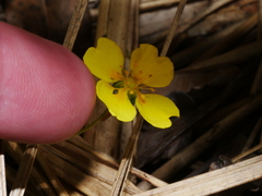 Potentilla anglica