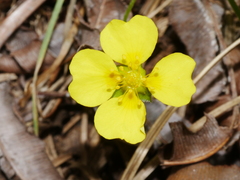 Potentilla anglica