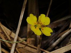 Potentilla anglica