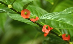 Heisteria acuminata