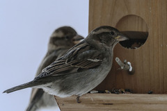 Passer domesticus