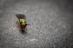 Orasema costaricensis