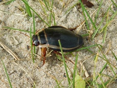 Dytiscus latissimus