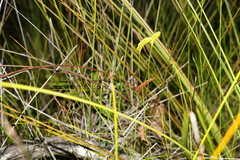 Schizaea