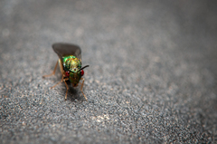 Orasema costaricensis