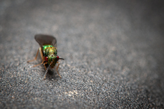 Orasema costaricensis